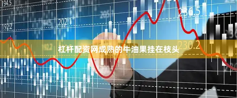 杠杆配资网成熟的牛油果挂在枝头